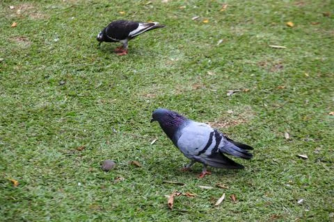 Pigeons on the grass in the park. Selective focus. Stock Photos