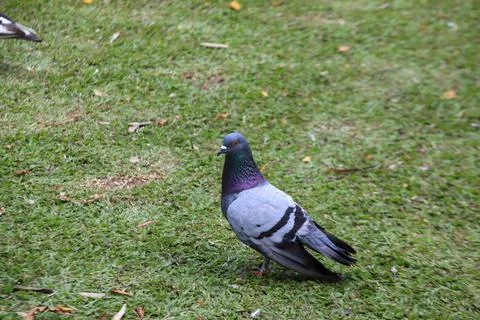 Pigeons on the grass in the park. Selective focus. Stock Photos