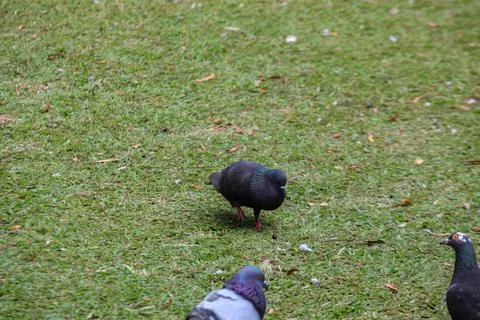 Pigeons on the grass in the park. Selective focus. Foto stock