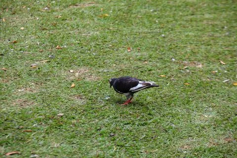 Pigeons on the grass in the park. Selective focus. Foto stock