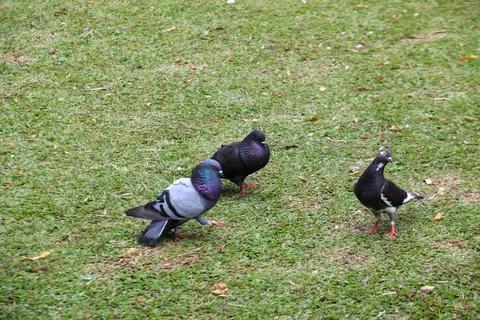 Pigeons on the grass in the park. Selective focus. Stock Photos