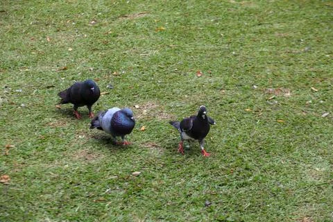 Pigeons on the grass in the park. Selective focus. Stock Photos