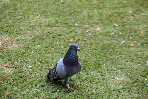 Pigeons on the grass in the park. Selective focus. Stock Photos