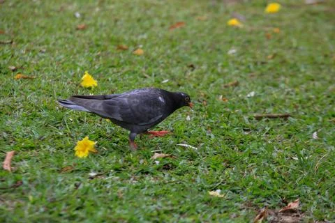 Pigeons on the grass in the park. Selective focus. Stock-Fotos