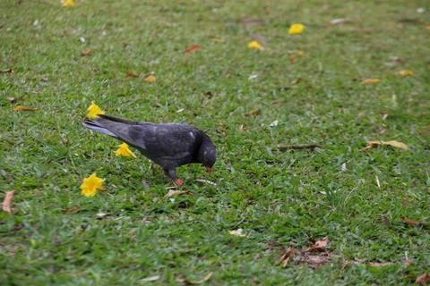 Pigeons on the grass in the park. Selective focus. Stock Photos
