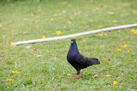 Pigeons on the grass in the park. Selective focus. Stock Photos