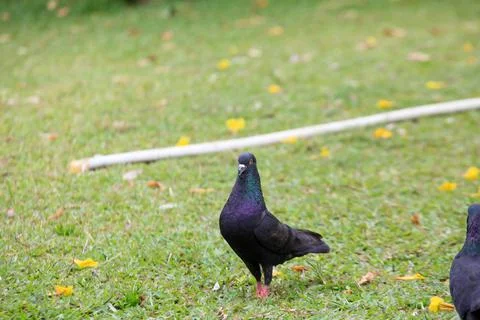 Pigeons on the grass in the park. Selective focus. Stock Photos