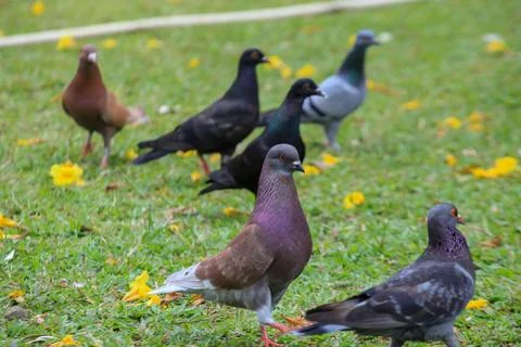 Pigeons on the grass in the park. Selective focus. Stock Photos
