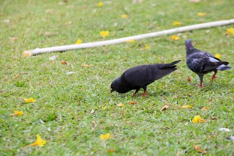 Pigeons on the grass in the park. Selective focus. Stock Photos