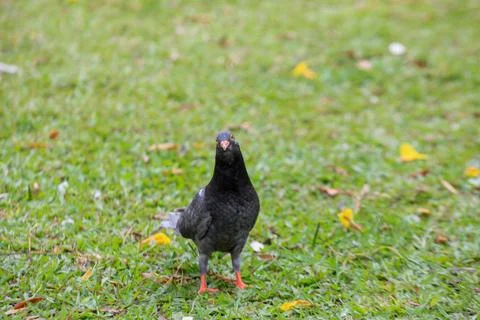 Pigeons on the grass in the park. Selective focus. Stock Photos
