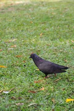 Pigeons on the grass in the park. Selective focus. Foto stock