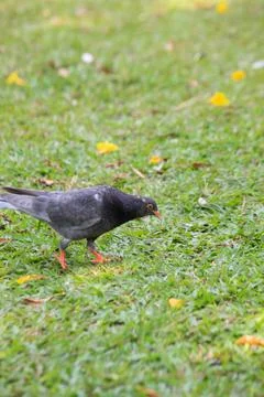 Pigeons on the grass in the park. Selective focus. Stock Photos