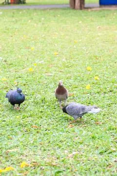 Pigeons on the grass in the park. Selective focus. Stock Photos