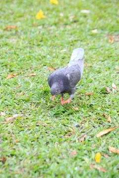 Pigeons on the grass in the park. Selective focus. Stock Photos
