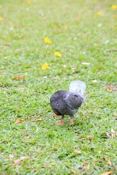 Pigeons on the grass in the park. Selective focus. Stock Photos