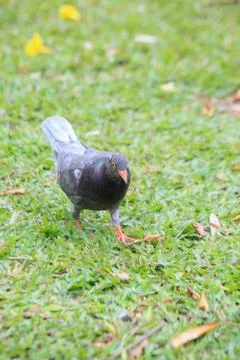Pigeons on the grass in the park. Selective focus. Stock-Fotos