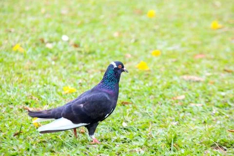 Pigeons on the grass in the park. Selective focus. Stock Photos