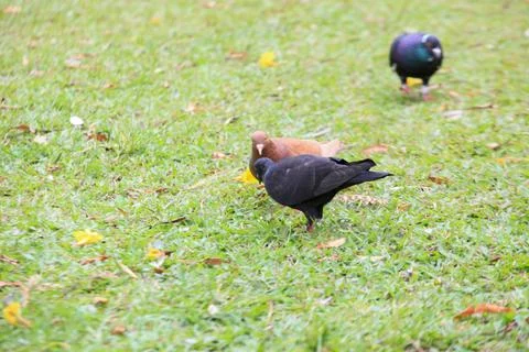 Pigeons on the grass in the park. Selective focus. Stock Photos