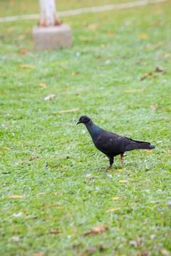 Pigeons on the grass in the park. Selective focus. Stock Photos