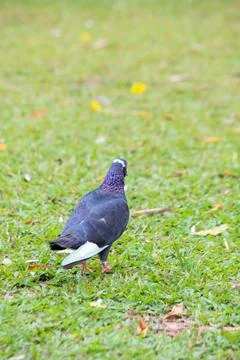 Pigeons on the grass in the park. Selective focus. Stock Photos