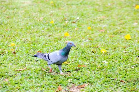 Pigeons on the grass in the park. Selective focus. Stock Photos