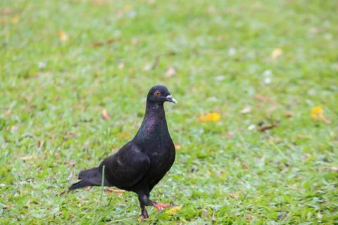 Pigeons on the grass in the park. Selective focus. Stock Photos