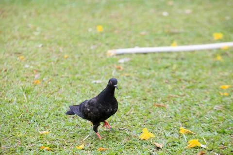 Pigeons on the grass in the park. Selective focus. Stock Photos