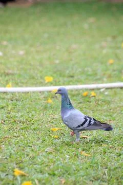 Pigeons on the grass in the park. Selective focus. Stock Photos