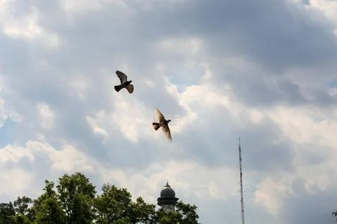 Pigeons on the grass in the park. Selective focus. Stock Photos