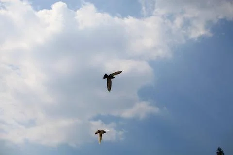 Pigeons on the grass in the park. Selective focus. Stock Photos