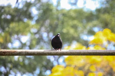 Pigeons on the grass in the park. Selective focus. Stock Photos