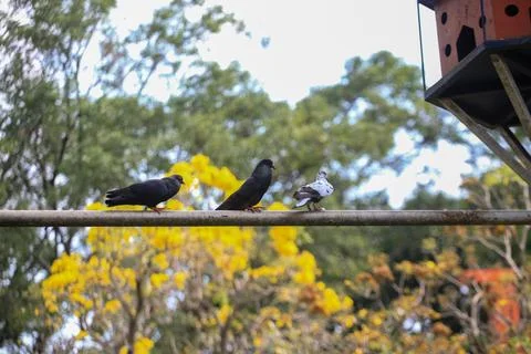 Pigeons on the grass in the park. Selective focus. Stock Photos