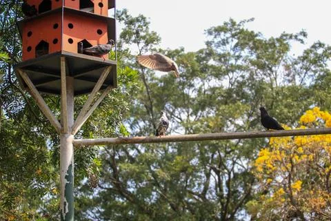 Pigeons on the grass in the park. Selective focus. Stock Photos