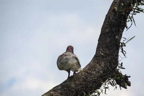 Pigeons on the grass in the park. Selective focus. Stock Photos