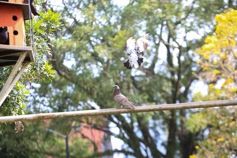 Pigeons on the grass in the park. Selective focus. Foto stock