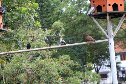 Pigeons on the grass in the park. Selective focus. Foto stock