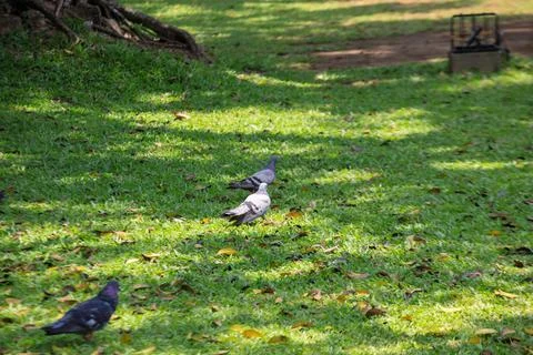 Pigeons on the grass in the park. Selective focus. Stock Photos