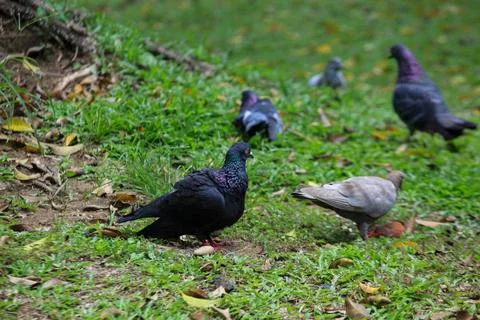 Pigeons on the grass in the park. Selective focus. Stock Photos