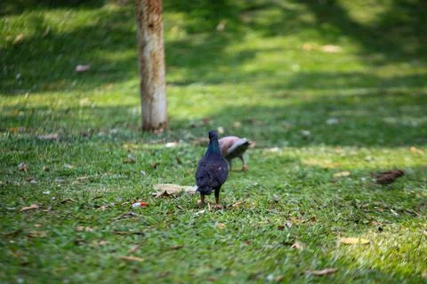 Pigeons on the grass in the park. Selective focus. Stock Photos