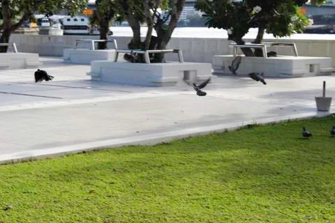 Pigeons on the grass Stock Photos