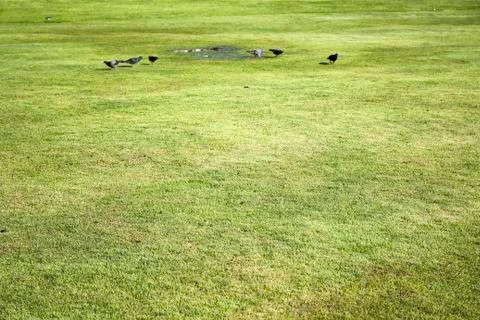 Pigeons on the grass Stock Photos