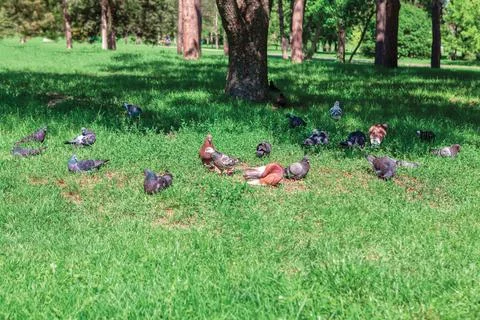 Pigeons on the grass Stock Photos