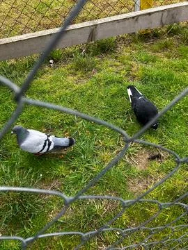 Pigeons on Grass Fotos Stock