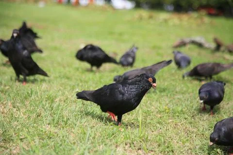 Pigeons in the grass of a square Stock Photos
