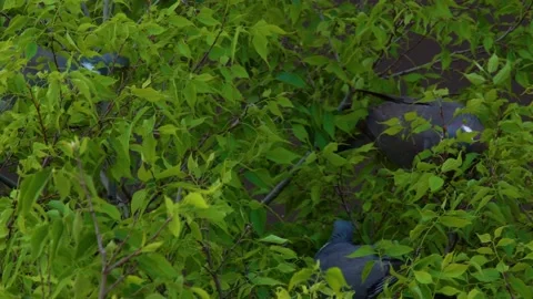 Pigeons in  green tree. Barcelona,Spain Stock Footage 139268006