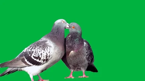 Pigeons Greenscreen 16 720p Stock Footage 198398007