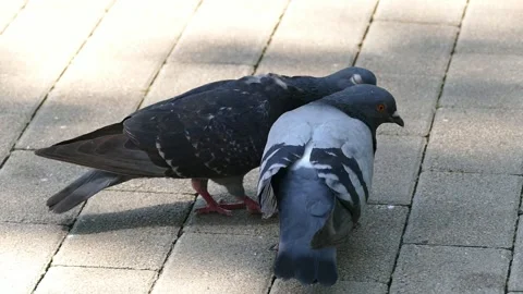 Pigeons groom each other Stock Footage 159219829