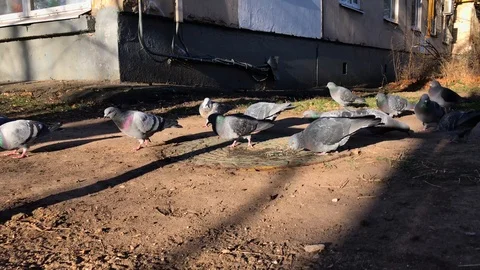 Pigeons on the ground. 1 Stock Footage 98400504