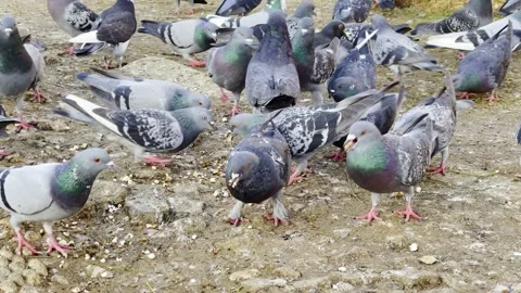 Pigeons on Ground 1 Stock Footage 168315392