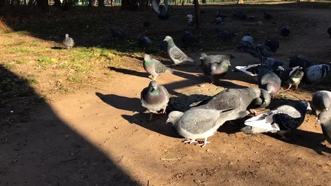 Pigeons on the ground. 2 Stock Footage 98400502